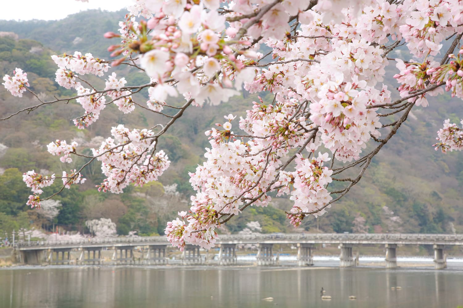 嵐山渡月橋桜