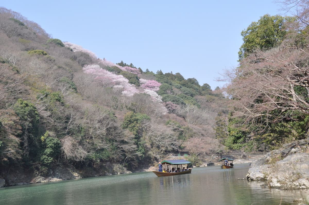 嵐山屋形船桜