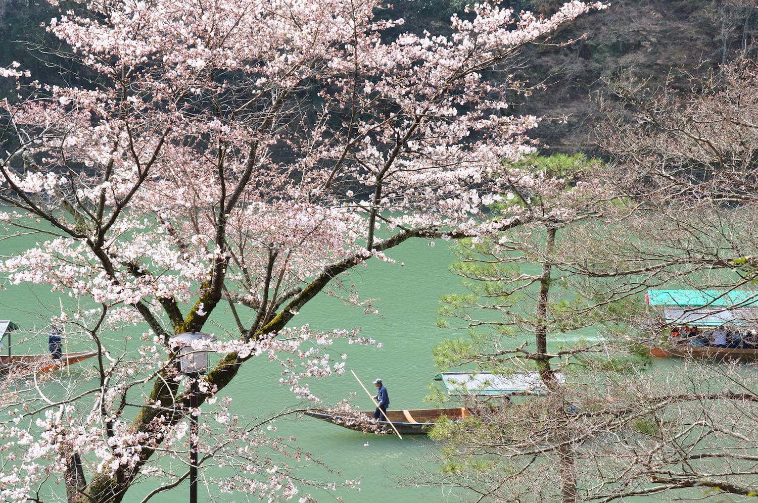 嵐山屋形船桜